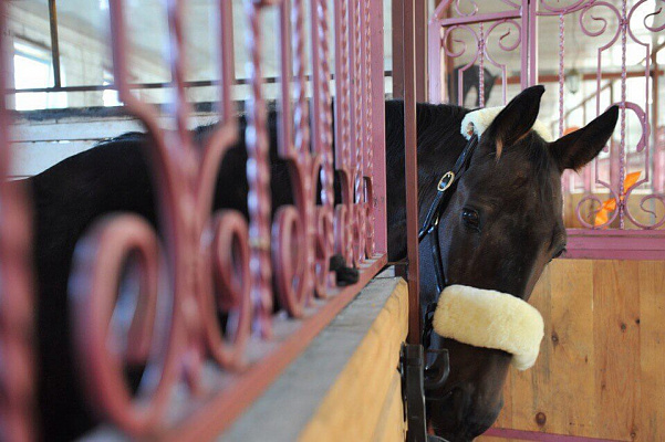 Конная прогулка для двоих в Тюмени. Подарочные сертификаты Ultra Подарки. Купить оригинальный подарок или подарочный сертификат на Конную прогулка для двоих в Тюмени. Сервис UltraPodarki.ru 8-800-505-9530. Катание на лошадях, Прогулка на лошади, Прогулка на лошадях для двоих,кони, конный клуб, конный клуб Horse Travel, конная прогулка, конная прогулка в Тюмени