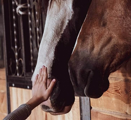 Конная прогулка для двоих в Тюмени. Подарочные сертификаты Ultra Подарки. Купить оригинальный подарок или подарочный сертификат на Конную прогулка для двоих в Тюмени. Сервис UltraPodarki.ru 8-800-505-9530. Катание на лошадях, Прогулка на лошади, Прогулка на лошадях для двоих,кони, конный клуб, конный клуб Horse Travel, конная прогулка, конная прогулка в Тюмени