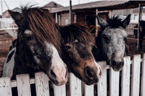 Конная прогулка для двоих в Тюмени. Подарочные сертификаты Ultra Подарки. Купить оригинальный подарок или подарочный сертификат на Конную прогулка для двоих в Тюмени. Сервис UltraPodarki.ru 8-800-505-9530. Катание на лошадях, Прогулка на лошади, Прогулка на лошадях для двоих,кони, конный клуб, конный клуб Horse Travel, конная прогулка, конная прогулка в Тюмени