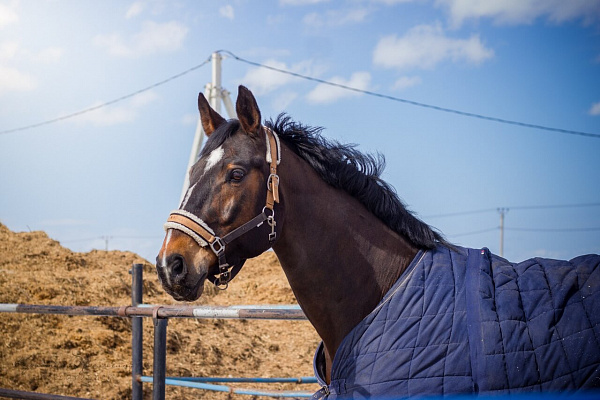 Конная прогулка для двоих в Тюмени. Подарочные сертификаты Ultra Подарки. Купить оригинальный подарок или подарочный сертификат на Конную прогулка для двоих в Тюмени. Сервис UltraPodarki.ru 8-800-505-9530. Катание на лошадях, Прогулка на лошади, Прогулка на лошадях для двоих,кони, конный клуб, конный клуб Horse Travel, конная прогулка, конная прогулка в Тюмени