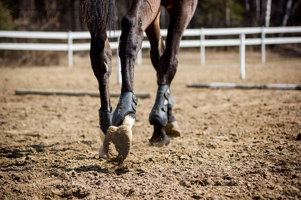 Конная прогулка для двоих в Тюмени. Подарочные сертификаты Ultra Подарки. Купить оригинальный подарок или подарочный сертификат на Конную прогулка для двоих в Тюмени. Сервис UltraPodarki.ru 8-800-505-9530. Катание на лошадях, Прогулка на лошади, Прогулка на лошадях для двоих,кони, конный клуб, конный клуб Horse Travel, конная прогулка, конная прогулка в Тюмени