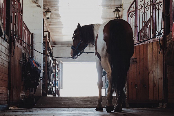 Конная прогулка для двоих в Тюмени. Подарочные сертификаты Ultra Подарки. Купить оригинальный подарок или подарочный сертификат на Конную прогулка для двоих в Тюмени. Сервис UltraPodarki.ru 8-800-505-9530. Катание на лошадях, Прогулка на лошади, Прогулка на лошадях для двоих,кони, конный клуб, конный клуб Horse Travel, конная прогулка, конная прогулка в Тюмени
