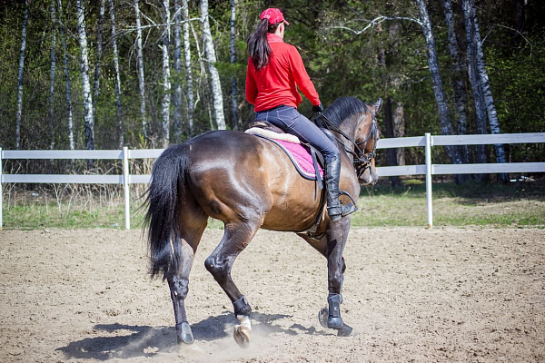 Конная прогулка для двоих в Тюмени. Подарочные сертификаты Ultra Подарки. Купить оригинальный подарок или подарочный сертификат на Конную прогулка для двоих в Тюмени. Сервис UltraPodarki.ru 8-800-505-9530. Катание на лошадях, Прогулка на лошади, Прогулка на лошадях для двоих,кони, конный клуб, конный клуб Horse Travel, конная прогулка, конная прогулка в Тюмени